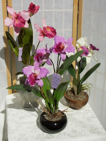 CATTLEYA3.jpg