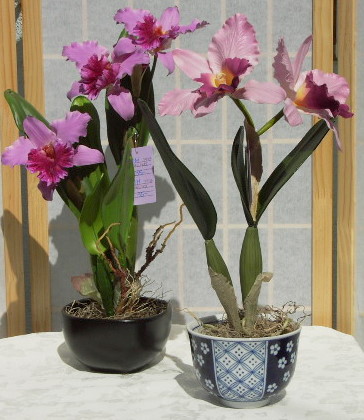 CATTLEYA4.jpg