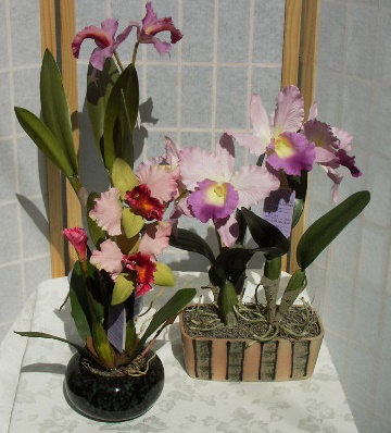 CATTLEYA5.jpg