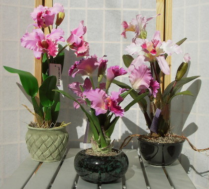 CATTLEYA6.jpg