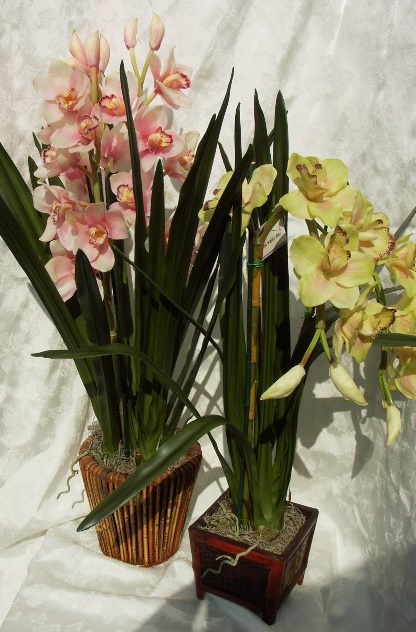 CYMBIDIUM2.jpg