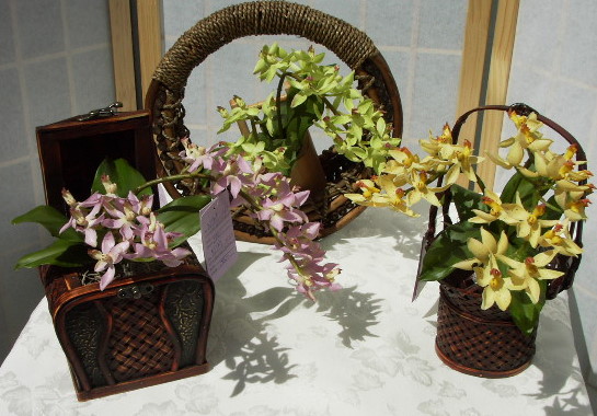 MOREORCHIDS3.jpg