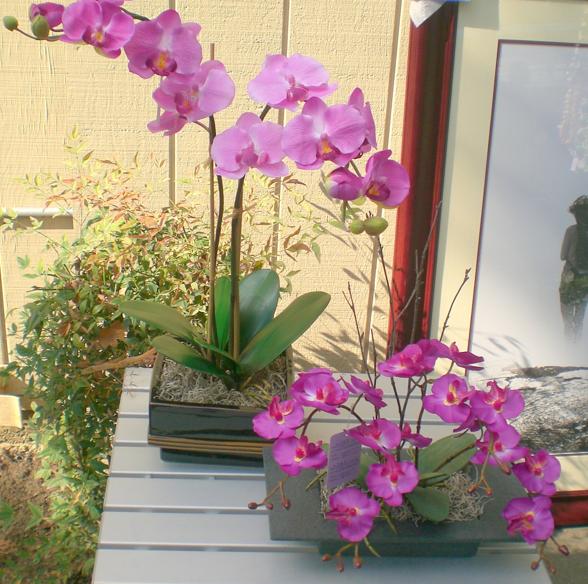 MOREORCHIDS6.jpg