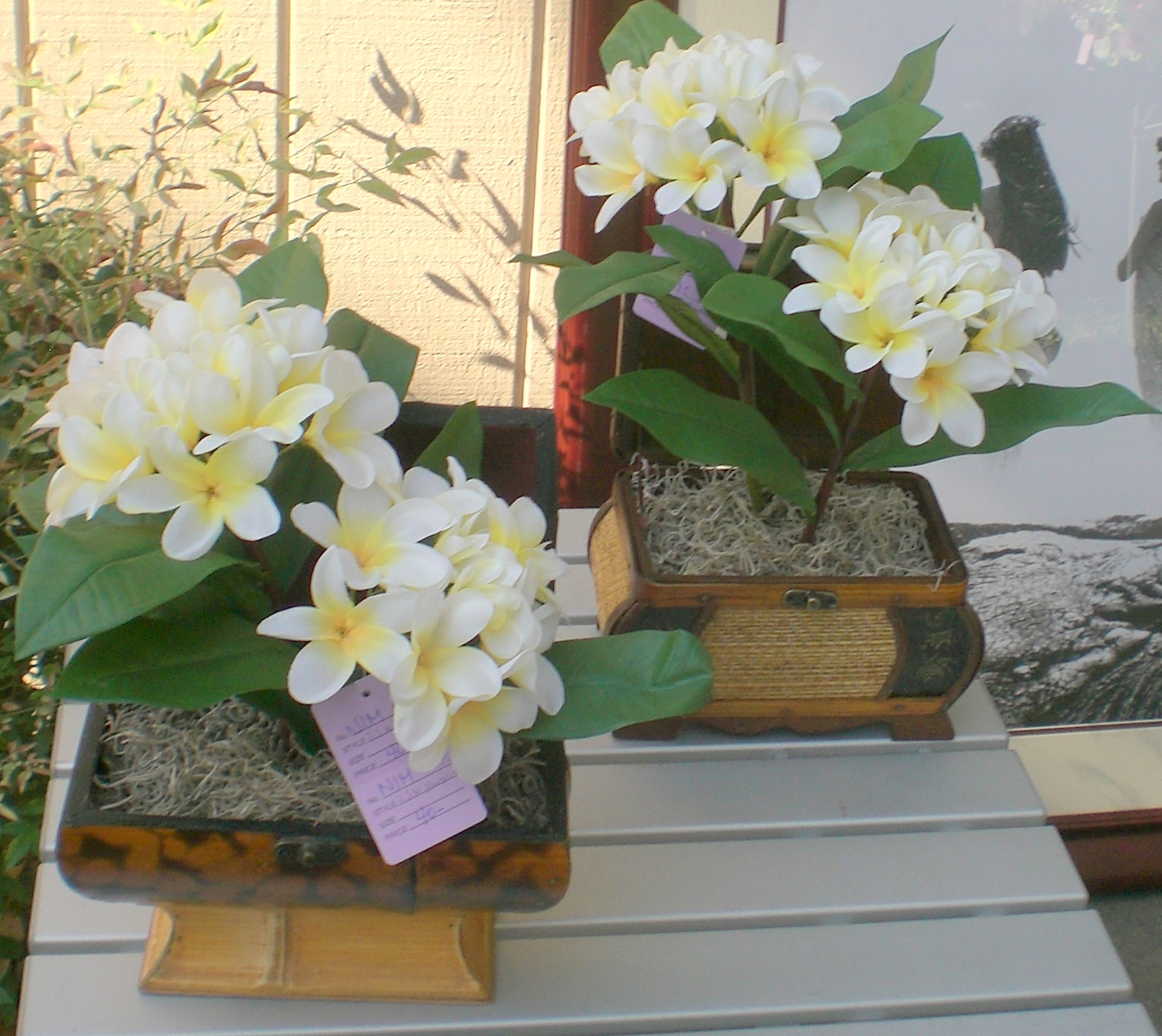 MOREPLUMERIA3.jpg