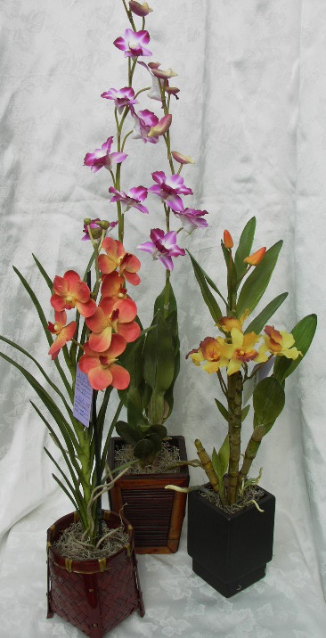 ORCHID4.jpg