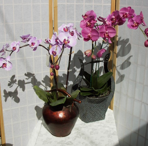 PHALAOPSIS1.jpg