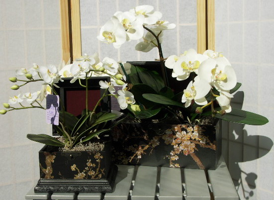 PHALENOPSIS2.jpg