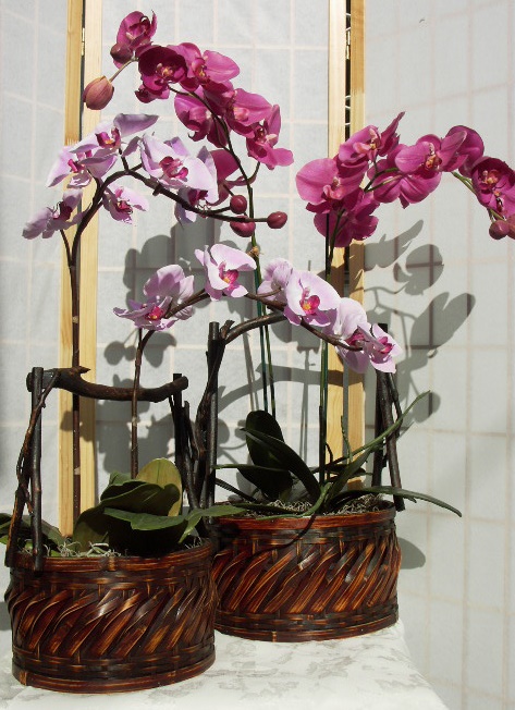 PHALENOPSIS21.jpg