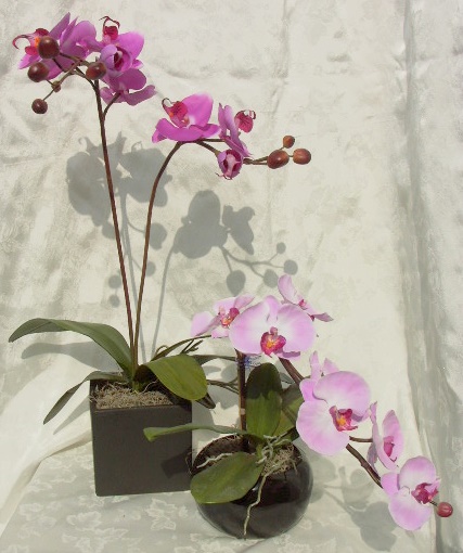 PHALENOPSIS22.jpg