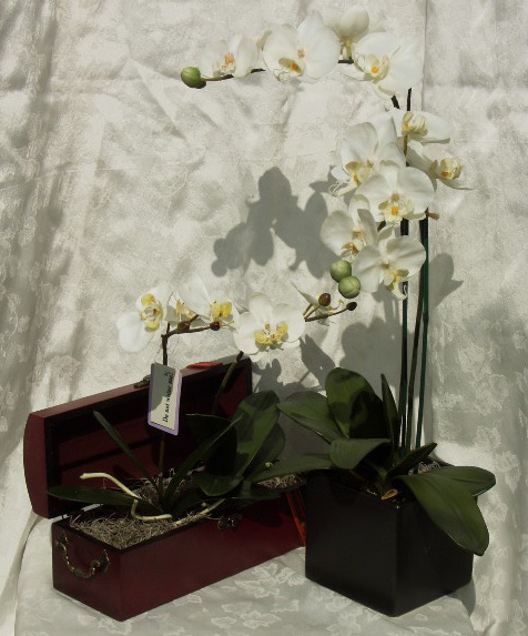 PHALENOPSIS23.jpg