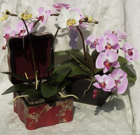 PHALENOPSIS24.jpg