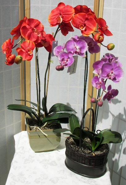 PHALENOPSIS25.jpg