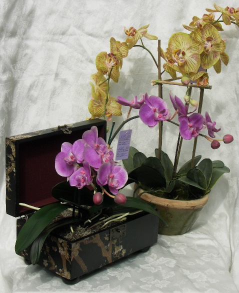 PHALENOPSIS26.jpg