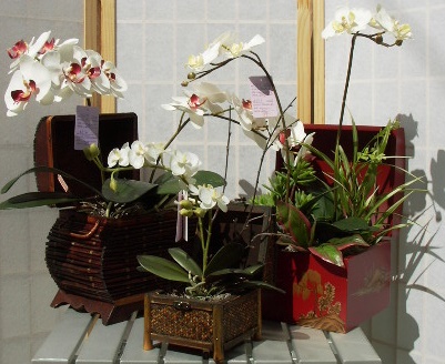 PHALENOPSIS3.jpg