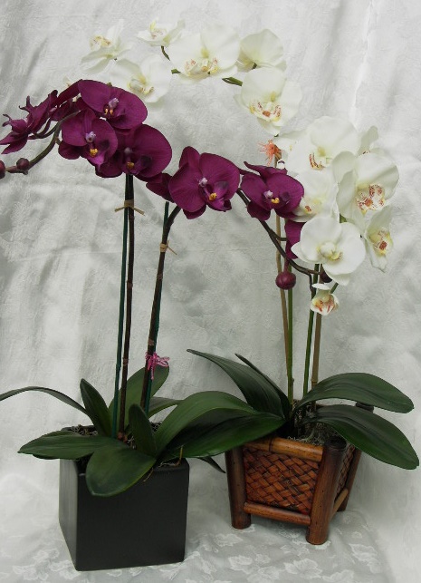 PHALENOPSIS31.jpg