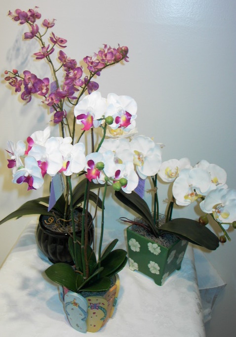 PHALENOPSIS32.jpg