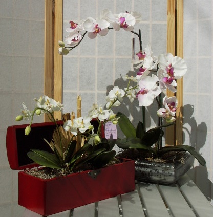 PHALENOPSIS4.jpg