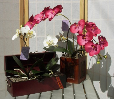 PHALENOPSIS5.jpg