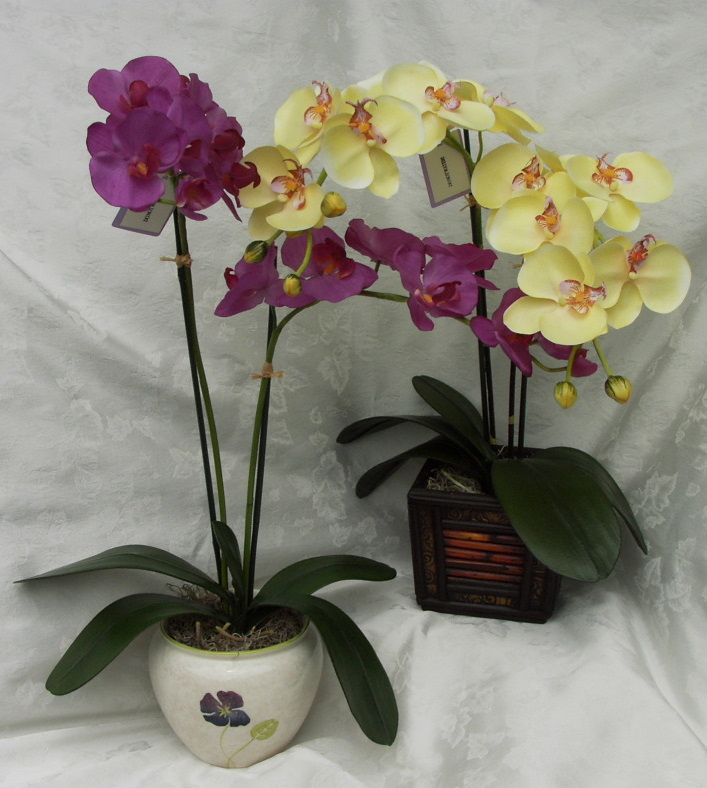 PHALENOPSIS6.jpg